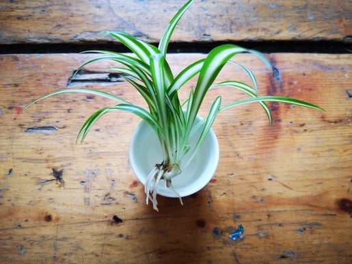 Green plant in a white pot on a brown wooden table