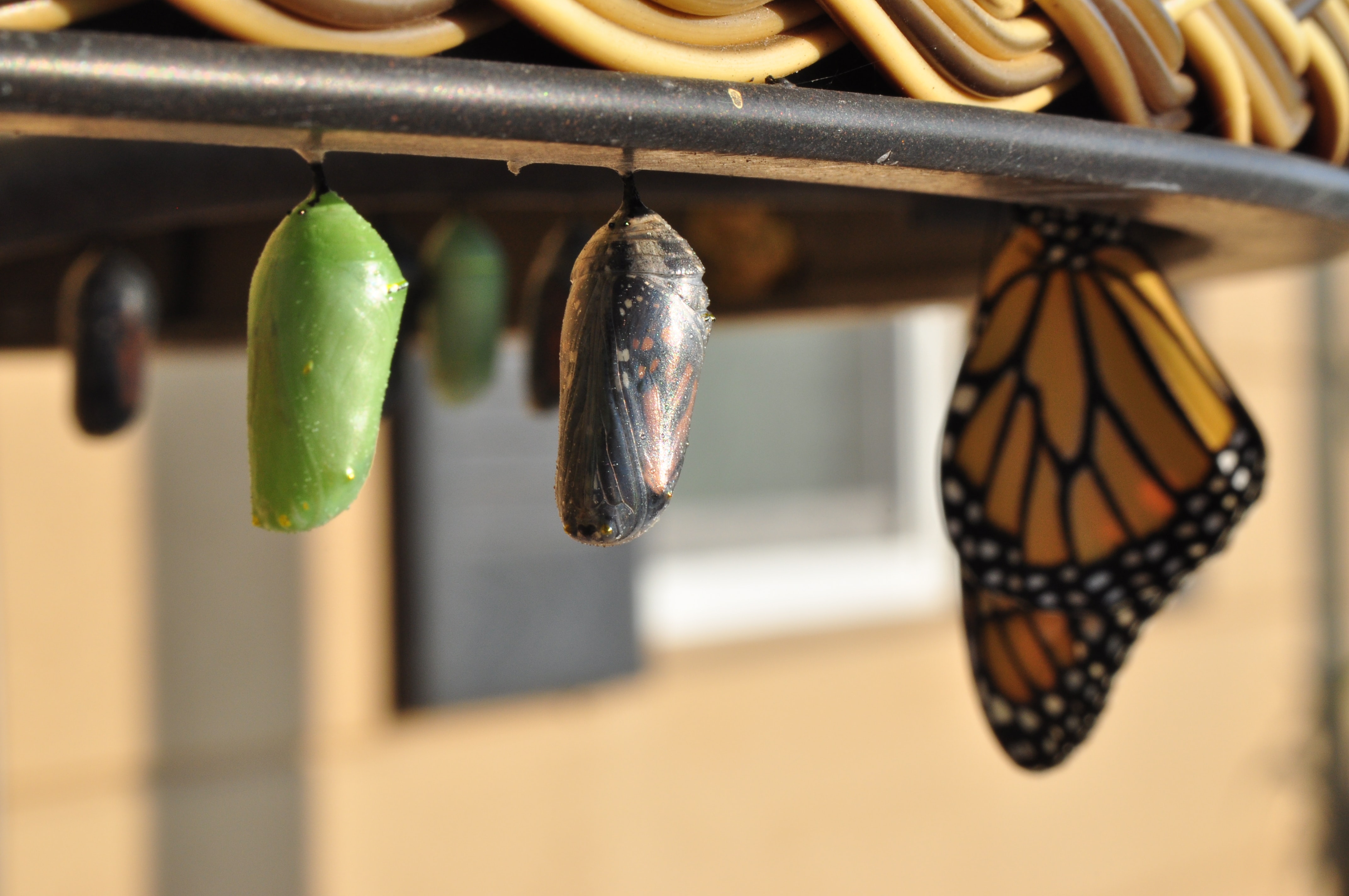 Adult butterfly and caterpillars in cocoons